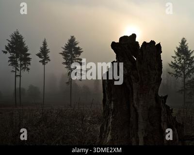 Europa, Deutschland, Hessen, Mittelhessen, Naturpark Lahn-Dill-Bergland, alter Hainbuchenstumpf im Herbstlicht Stockfoto