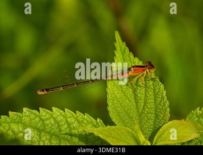 Juvenile Ostgabelfliege (Ischnura verticalis) in der Nähe von Spring Green, Wisconsin. Stockfoto