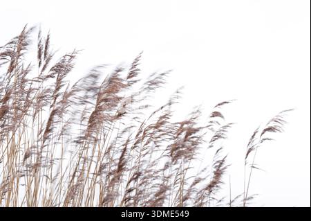 Schilfgräser im Wind, Insel Amrum im Winter, Nationalpark Schleswig-Holsteinisches Wattenmeer, Deutschland, Schleswig-Holstein, Nordseeküste Stockfoto