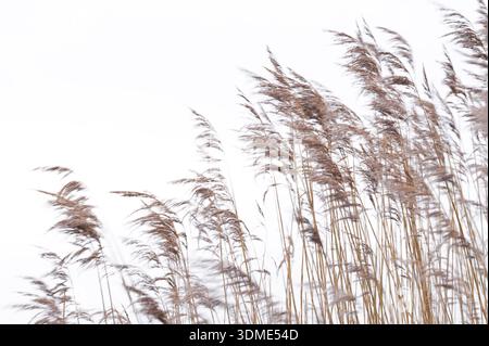 Schilfgräser im Wind, Insel Amrum im Winter, Nationalpark Schleswig-Holsteinisches Wattenmeer, Deutschland, Schleswig-Holstein, Nordseeküste Stockfoto