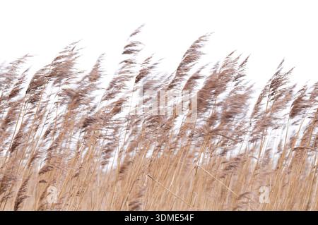 Schilfgräser im Wind, Insel Amrum im Winter, Nationalpark Schleswig-Holsteinisches Wattenmeer, Deutschland, Schleswig-Holstein, Nordseeküste Stockfoto