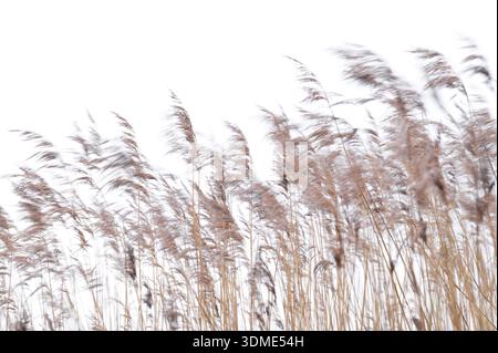 Schilfgräser im Wind, Insel Amrum im Winter, Nationalpark Schleswig-Holsteinisches Wattenmeer, Deutschland, Schleswig-Holstein, Nordseeküste Stockfoto