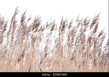 Schilfgräser im Wind, Insel Amrum im Winter, Nationalpark Schleswig-Holsteinisches Wattenmeer, Deutschland, Schleswig-Holstein, Nordseeküste Stockfoto