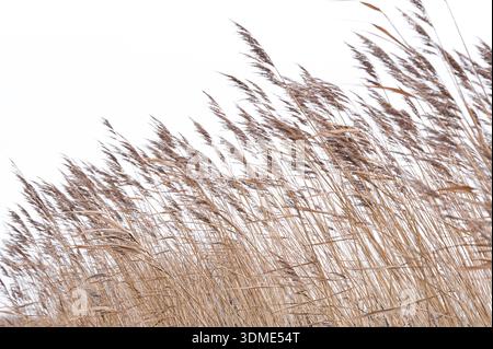 Schilfgräser im Wind, Insel Amrum im Winter, Nationalpark Schleswig-Holsteinisches Wattenmeer, Deutschland, Schleswig-Holstein, Nordseeküste Stockfoto