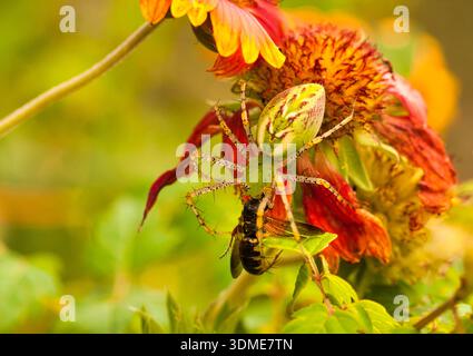 Eine leuchtend farbige Green Lynx Spider verzehrt ihre Gefangene Beute, während sie sich an der Unterseite einer Blume in einer Küstenregion von South Carolina festklammert. Stockfoto