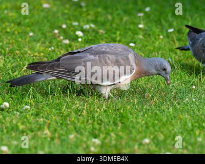 Gemeine Holztaube Columba palumbus juvenile auf einem Gartenrasen, Ringwood, Hampshire, England, Vereinigtes Königreich, Juni 2021 Stockfoto