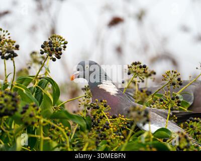 Feldtaube Columba palumbus unter Ivy Hedera Helix Beeren, Radipole Lake RSPB Reserve, Weymouth, Dorset, England, Vereinigtes Königreich, Februar 2022 Stockfoto