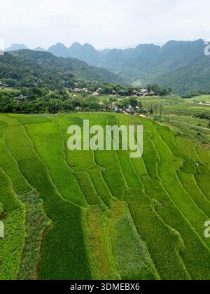 Aerial Drone View Winding Road Rice Paddy Fields Üppige Grüne Tropische Dschungelterrasse Stockfoto