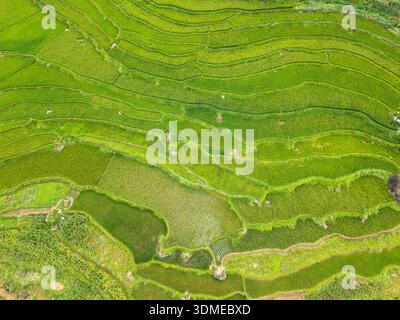 Aerial Drone View Winding Road Rice Paddy Fields Üppige Grüne Tropische Dschungelterrasse Stockfoto
