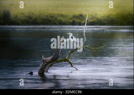 Grauer Reiher auf einem toten Ast auf einem See im Allgäu Stockfoto