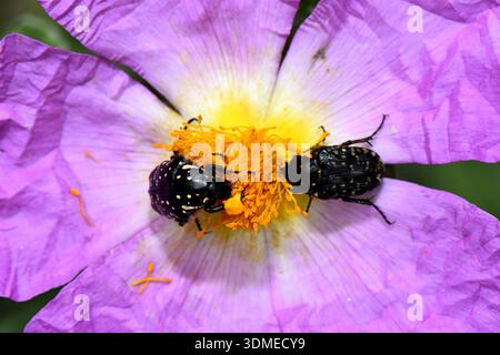 Makroansicht von oben nach unten von zwei Weißfleckenrosenkäfern (Oxythyrea funesta), die auf einer rosa Felsenrose in Zypern auf der Suche sind. Stockfoto