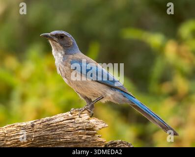 Ein wunderschöner Woodhouse's Scrub-Jay liegt auf einem getrockneten Baumstamm, während er sich einer Futterstation in Arizona nähert. Stockfoto