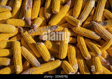 Getrocknete Maiskolben mit leuchtendem gelbem Hintergrund symbolisieren Landwirtschaft, nachhaltige Landwirtschaft, Lebensmittelproduktion und eine üppige Erntezeit Stockfoto
