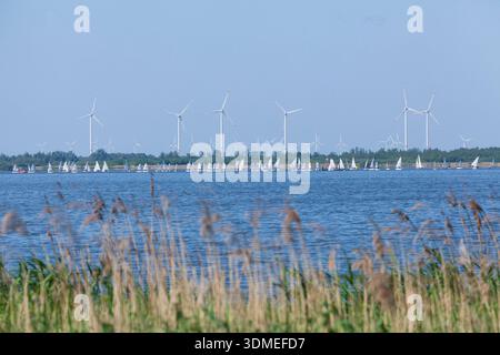 Segelboote mit Windrädern und Gräsern Dümmersee, Lembruch, Dümmersee, Diepholz Bezirk, Niedersachsen, Deutschland, Europa Stockfoto