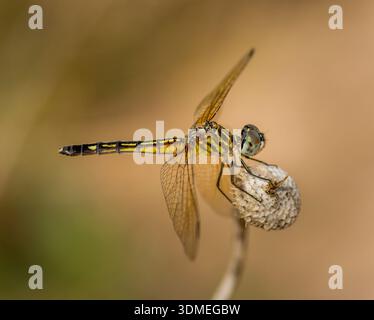 Eine wunderschöne weibliche oder junge männliche Blue Dasher Libelle, die auf einem getrockneten Stiel in der Nähe eines Feuchtgebiets von Wisconsin thront. Stockfoto