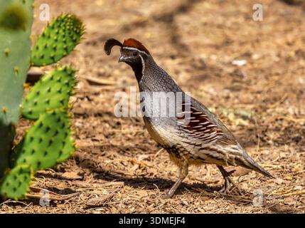 Männliche Gambel’s Quail (Callipepla gambelii), die durch die Wüste im Süden Arizonas mit einem Kaktuskaktus in der Nähe verläuft. Stockfoto