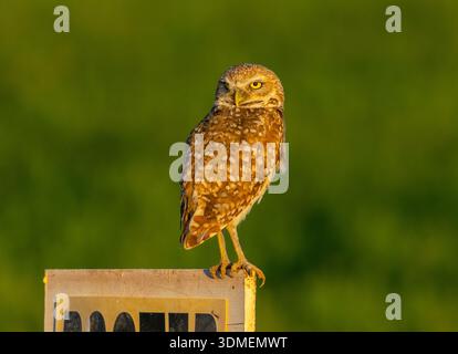 Eine wunderschöne, tageszeitliche Grabeize thront auf einem Zaun, während sie in einem südkalifornischen Naturgebiet jagt. Stockfoto