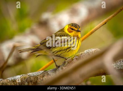 Ein wunderschöner männlicher Cape May Warbler im Zuchtgefieder liegt auf einem Zweig, der durch den mittleren westen zu seinen Brutgebieten in northwoods wandert. Stockfoto