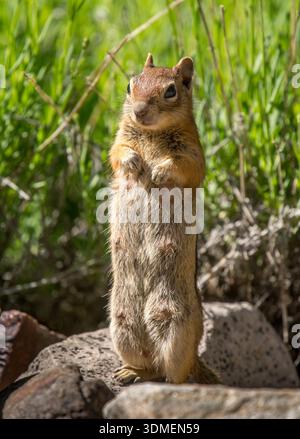 Ein weibliches Golden Mantled Ground Eichhörnchen steht hoch auf einem Felsen, während seine Jungen die Welt in der Nähe des Colorado Rocky Mountain erkunden Stockfoto