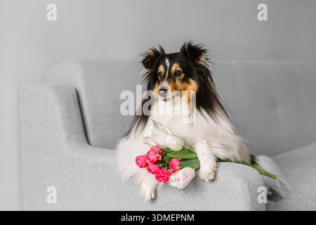 Wunderschöner weißer shetland-Schäferhund, kleiner Collie-Lassie-Hund innen Porträt mit Blumenstrauß aus Tulpen. Frohe Mittsommerfeier Postkarte Stockfoto