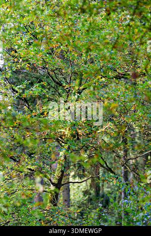 Europa, Deutschland, Niedersachsen, Naturschutzgebiet Haren (Ems), Tinner Loh, Laubwald, Bäume, Eiche, Ast, Junge, moosbedeckt, Herbst, Laub, grün-gelbe Blätter, keine Personen Stockfoto