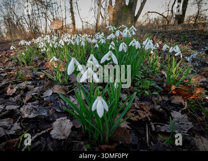 Waterberry , Oxfordshire UK 4 Februar 2026 an einem sonnigen Februartag erhellen wunderschöne Schauplätze in Klumpen von doppelt- und einblühenden Schneeglöckchen (Galanthus) die ländliche Landschaft neben der Themse. -Manche Volkskleidung es gibt nichts Aufbauenderes als den ersten Schneeglöckchen des Jahres zu sehen – es ist, als würde die Natur flüstern: „Hang on, der Frühling kommt.“ Stockfoto