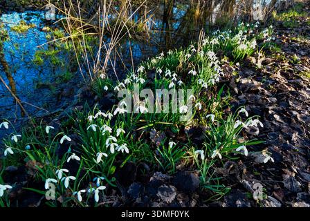 Waterberry , Oxfordshire UK 4 Februar 2026 an einem sonnigen Februartag erhellen wunderschöne Schauplätze in Klumpen von doppelt- und einblühenden Schneeglöckchen (Galanthus) die ländliche Landschaft neben der Themse. -Manche Volkskleidung es gibt nichts Aufbauenderes als den ersten Schneeglöckchen des Jahres zu sehen – es ist, als würde die Natur flüstern: „Hang on, der Frühling kommt.“ Stockfoto