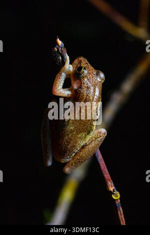 Regenfrosch (Pristimantis) auf Ast, Ecuador Stockfoto