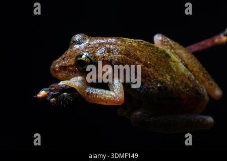 Regenfrosch (Pristimantis) auf Ast, Ecuador Stockfoto