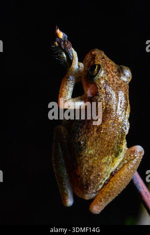 Regenfrosch (Pristimantis) auf Ast, Ecuador Stockfoto