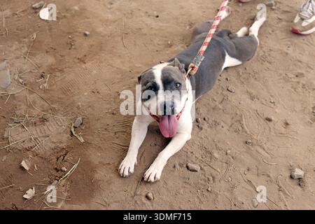 American Pit Bull Terrier: Bodennahes Porträt in rustikaler Umgebung Stockfoto