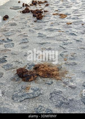 Dnger tierischen Dung Esel Scheie in Betrieb fr die Herstellung von  organischen Boden Dnger Stockfotografie - Alamy