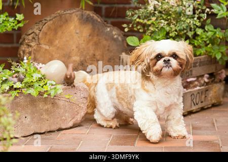 Shih Tzu auf der Terrasse Stockfoto