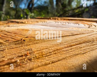 Oberflächliche Nahansicht von frischen Schnittmarken nach dem Fällen eines Baumes mit geringer Schärfentiefe. Stockfoto