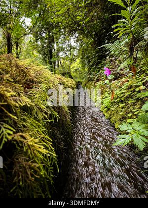 Schmaler Gebirgsbach, der durch einen moosbedeckten Levada-Kanal in einem üppigen Wald fließt, mit grüner Vegetation und einer kleinen Wildblume. Stockfoto