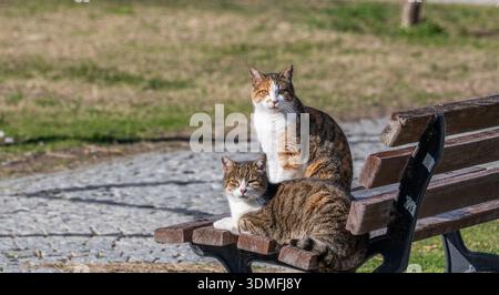 Zwei Straßenkatzen, ein Calico und ein Tabby, die zusammen auf einer Holzbank in einem sonnigen Park ruhen. Konzept der Freundschaft und der urbanen Tierwelt. Stockfoto