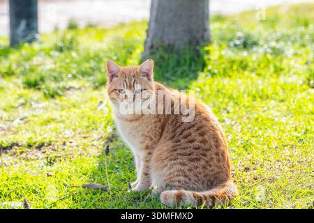 Orangefarbene Tabbykatze, die in einem Garten sitzt und von sanfter Hintergrundbeleuchtung beleuchtet wird. Klassisches Katzenporträt. Stockfoto