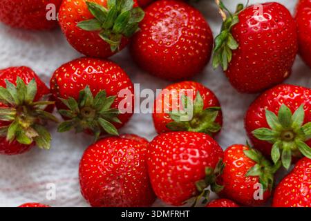 Makroaufnahme frischer reifer Erdbeeren auf weißem Hintergrund für Sommerdessert und gesundes Esskonzept. Stockfoto