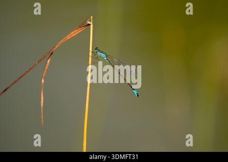 Männliche Blauschwanz-Damselfliege auf dem Grasstängel Stockfoto