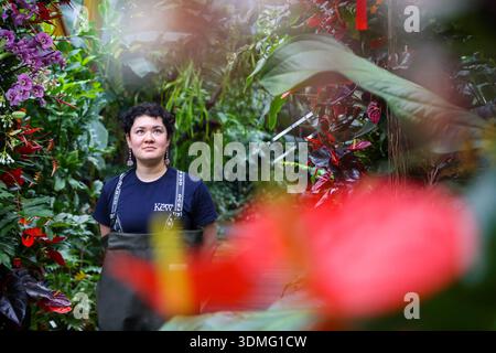 London, Großbritannien. Februar 2026. Ein Mitarbeiter posiert mit einer Orchideenpräsentation vor dem Orchid Festival in Kew Gardens in London, Großbritannien, 5. Februar 2026. Das Festival ist vom 7. Februar bis 8. März für die Öffentlichkeit geöffnet. Quelle: Xinhua/Alamy Live News Stockfoto