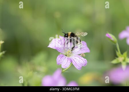 Hummel (Bombus terrestris), ausgewachsenes Bieneninsekt, das im Sommer von einer rosa Geranium-Blüte im Garten ernährt wird, England, Vereinigtes Königreich Stockfoto