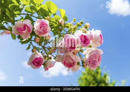 Rosa Rosen blühen vor blauem Himmel, Sachsen, Deutschland Stockfoto
