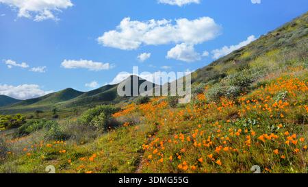 Kalifornischer Goldmohn auf sanften Hügeln während des Frühlings in der Hochwüste Südkaliforniens blühen Stockfoto