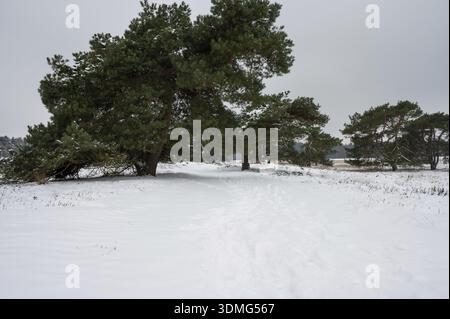 Eine einsame, verschneite Winterlandschaft mit Kiefern und einem einsamen Pfad unter bewölktem Himmel, Wandern im Schnee und bei eisigen Temperaturen rund um die Thuelsfelde Stockfoto