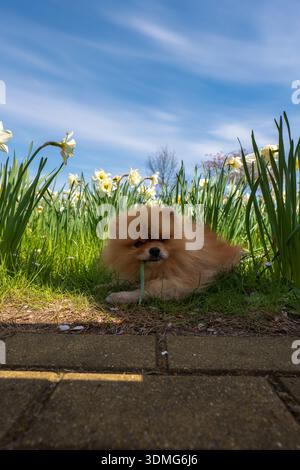 Ein kleiner flauschiger Hund liegt auf Gras, indem er in Druskininkai blühende Narzissen hat und einen grünen Stiel kaut. Die Bodenansicht zeigt Blumen und Pflastersteine darunter Stockfoto
