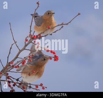 Zwei Eastern Bluebirds essen rote Winterberry Holly Beeren. Stockfoto