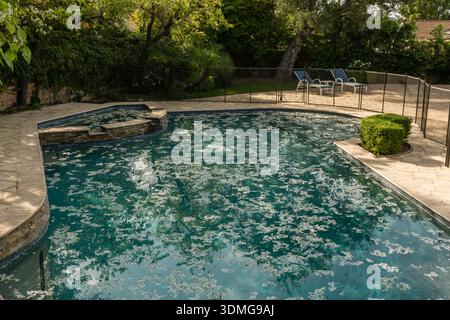 Wunderschöner Hinterhof von Los Angeles mit weißen Baumblüten, die auf der Oberfläche des Swimmingpools schwimmen, Südkalifornien Stockfoto
