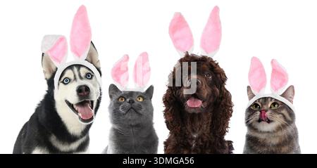 Niedliche Hunde und Katzen mit Osterhasen-Haarbändern auf weißem Hintergrund Stockfoto