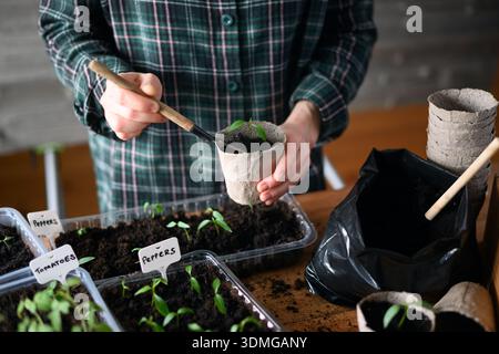 Frau, die Tomatensämlinge in Torfbechern auf dem Gartenarbeitsplatz arrangiert. Frühjahrspflanzkonzept in Innenräumen Stockfoto