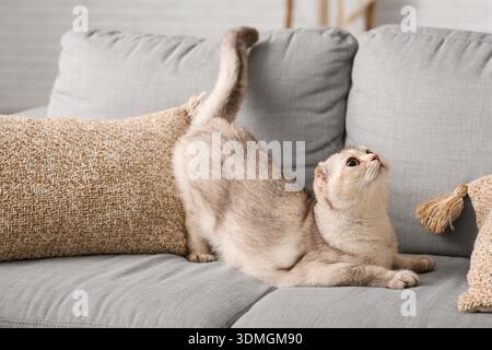 Er spielt die schottische Faltkatze auf dem Sofa zu Hause Stockfoto